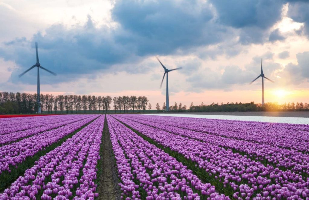 Dutch tulip field