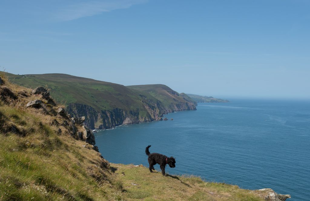 a dog on a pet friendly holiday in devon