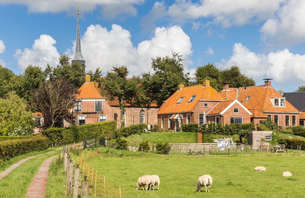 Groningen fields with sheep