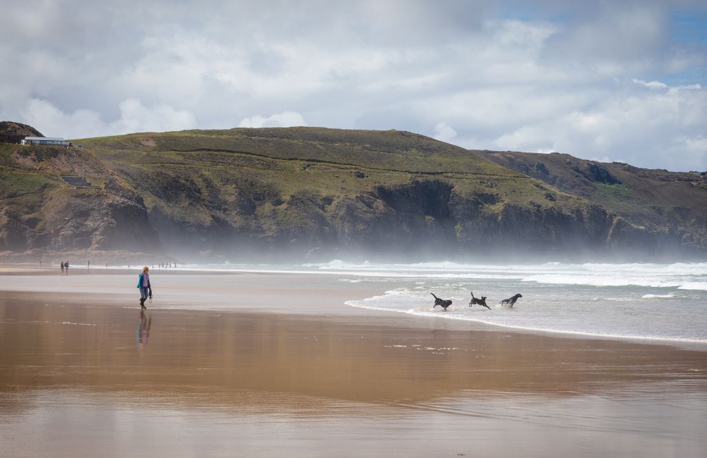 dogs playing on the beach in devon