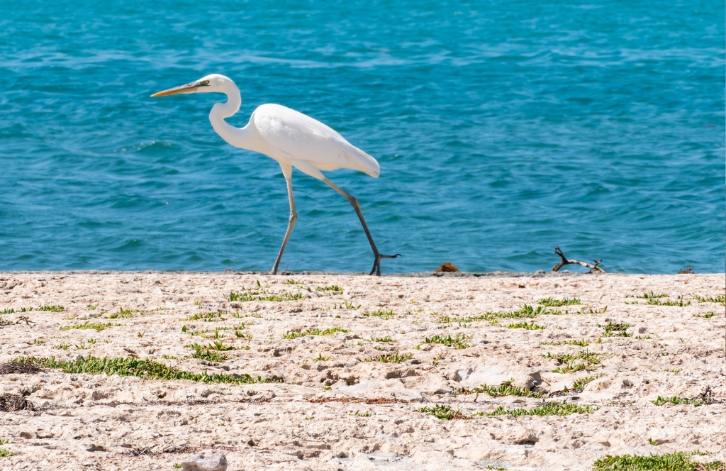 Sombrero Beach best beaches in the keys
