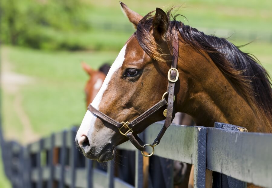 horse in Lexington