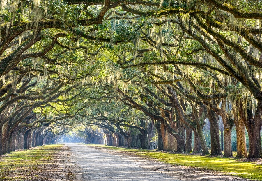 Savannah road
