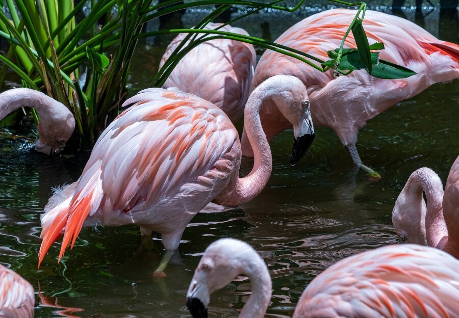flamingos in St. Petersburg, Florida