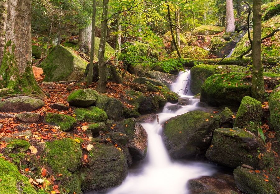 Der Schwarzwald im Herbst