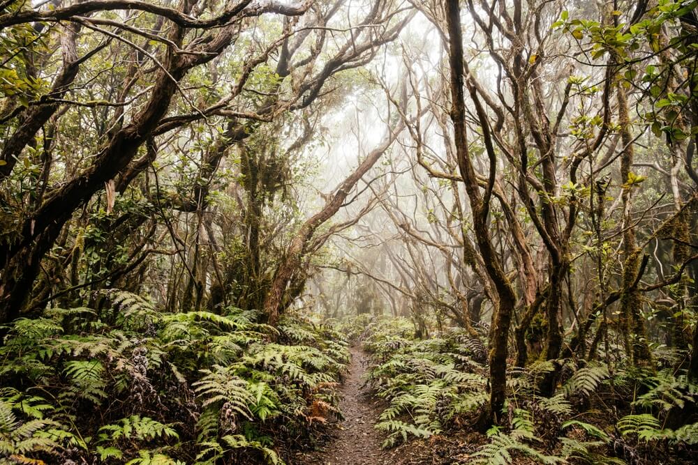 A misty path winding through the ancient laurel forest of Anaga, one of the top Tenerife first excursions for nature lovers.