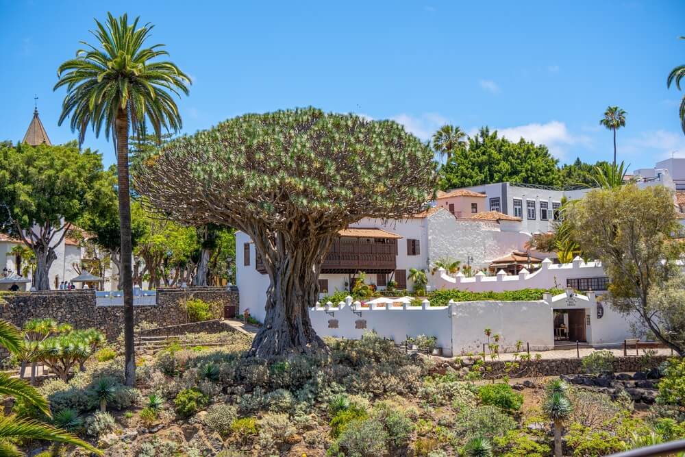 The ancient Drago Milenario surrounded by gardens and traditional Canarian architecture in Icod de los Vinos, a must-see in Tenerife.