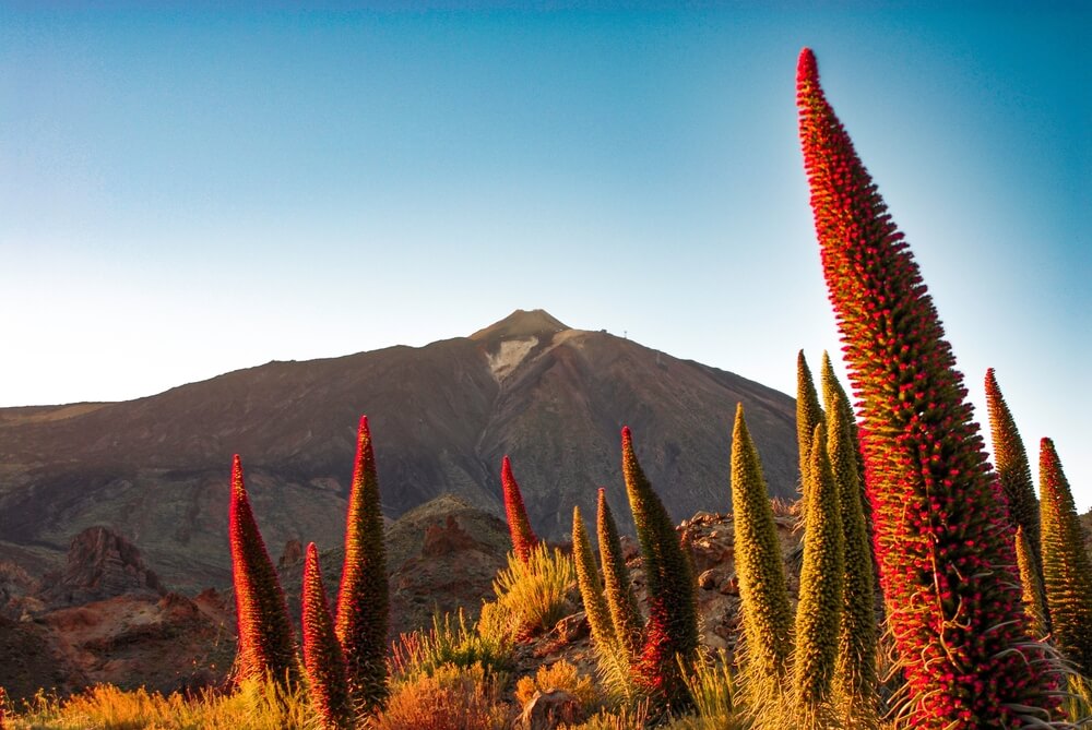 Red Tajinaste with the Teide Volcano at the bottom in Tenerife - Canary Islands