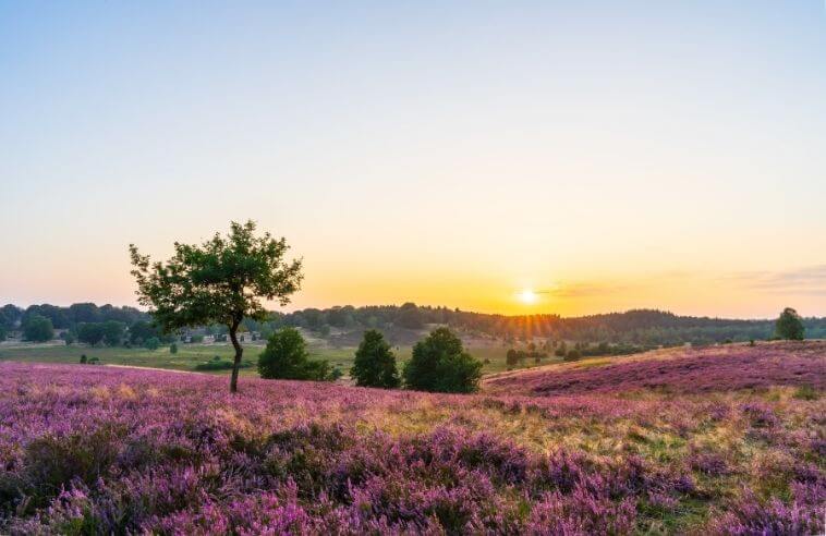 Lüneburger Heide