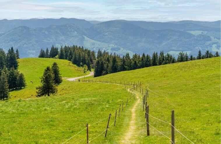 Schwarzwald im Juli