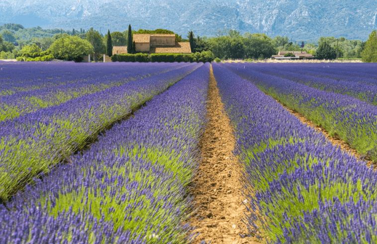 where to go in france in june aix en provence (2)