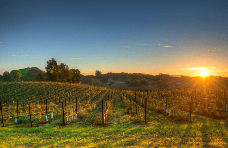 View of the Napa Valley USA in Fall